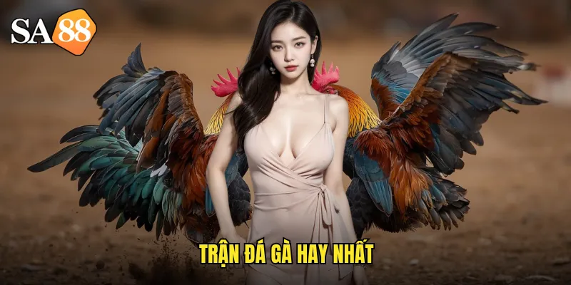 trận đá gà hay nhất