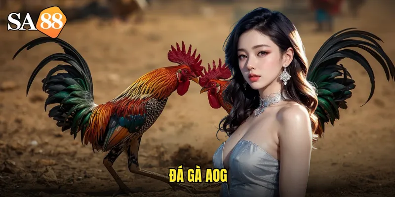 đá gà aog